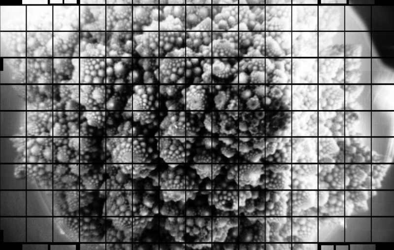 Head of Romanesco image taken with the focal plane of the LSST Camera.