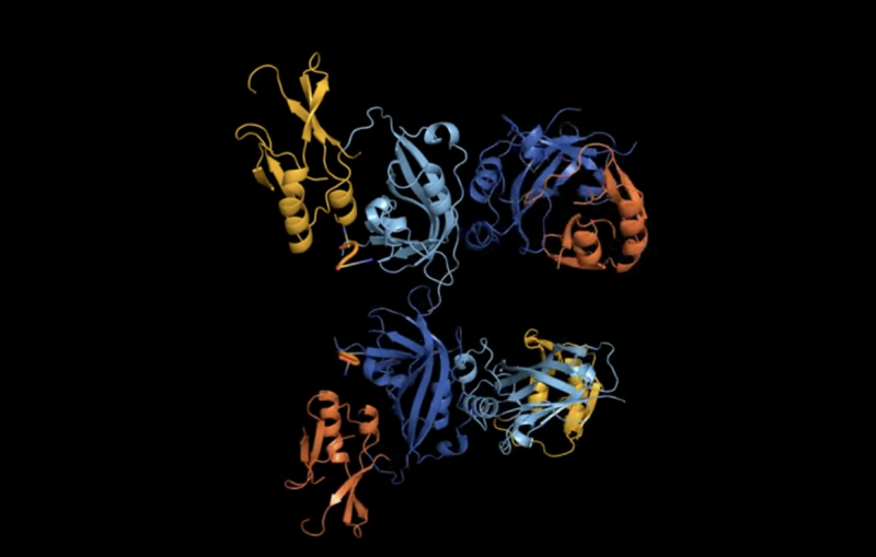 ebola protein