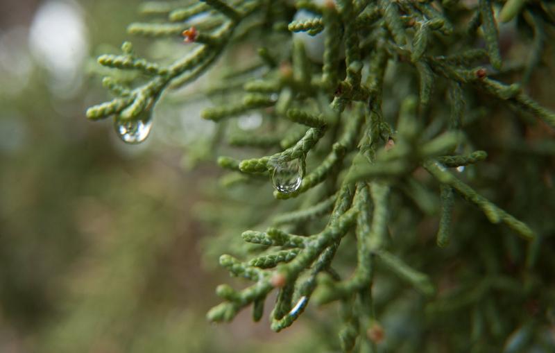 water droplets on plant