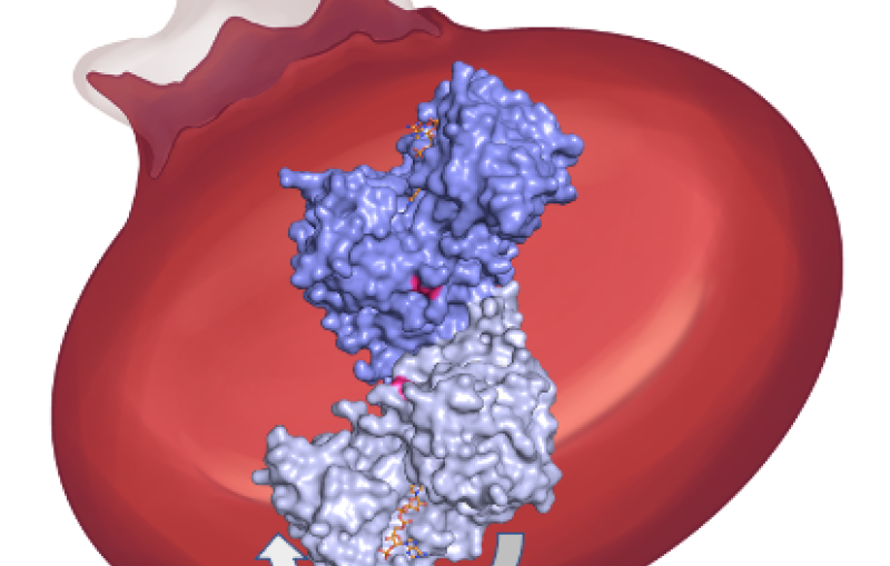 G6PD enzyme in red blood cell