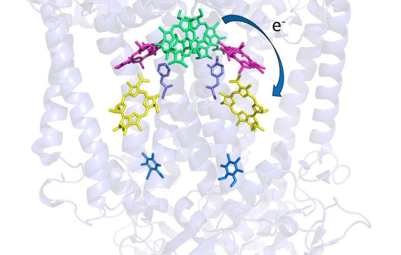 A diagram of a protein molecule with white spirals and multicolored webs indicating key parts of the molecule.