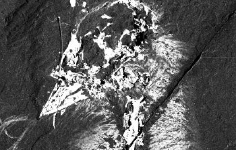 calcium distribution in Confuciusornis sanctus