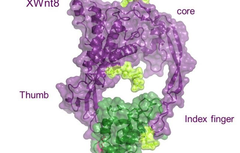 Image – diagram of XWnt8 structure