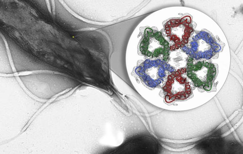 Image - Diagram of protein overlayed on microscope im...