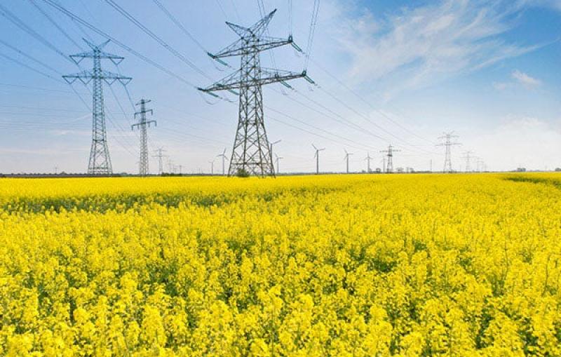 Field of yellow flowers with large power lines. Photo: iStockphoto.com