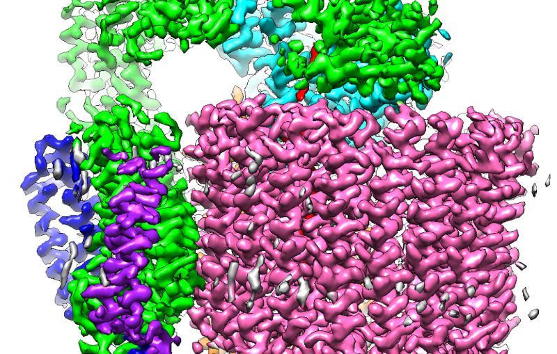 Cryo-EM image of a proton pump involved in maintaining bone