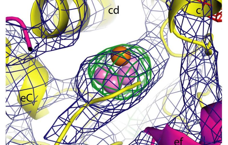 Photosystem II Molecular Cluster