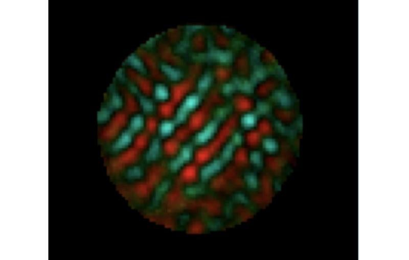 Magnetic domains revealed in cobalt alloy by new technique (Image courtesy Joshua Turner.)