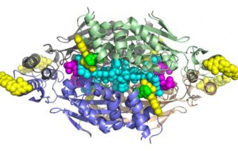 ﻿flavin-dependent thymidylate synthase enzyme