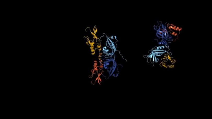 Ebola Virus Protein: Butterfly to Ring