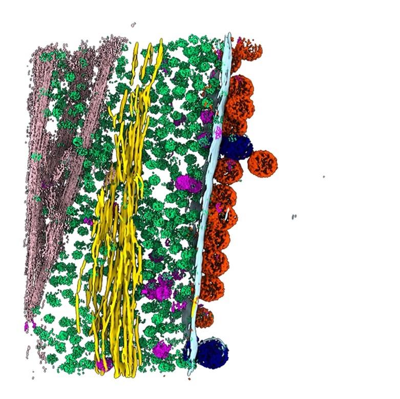 chikungunya virus particles emerge from an infected cell