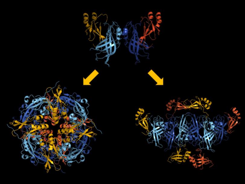 Illustration - Ebola virus structural arrangements