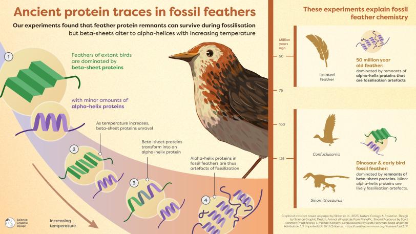 This figure shows how protein compositions in feathers change over time and temperature.