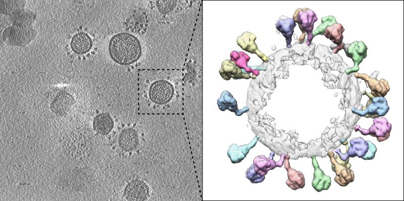 An electron microscopy image of coronavirus particles and their spikes, plus a high-res visualization of one of the particles.