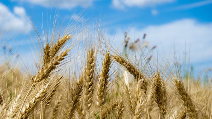 Close up of wheat in a field.