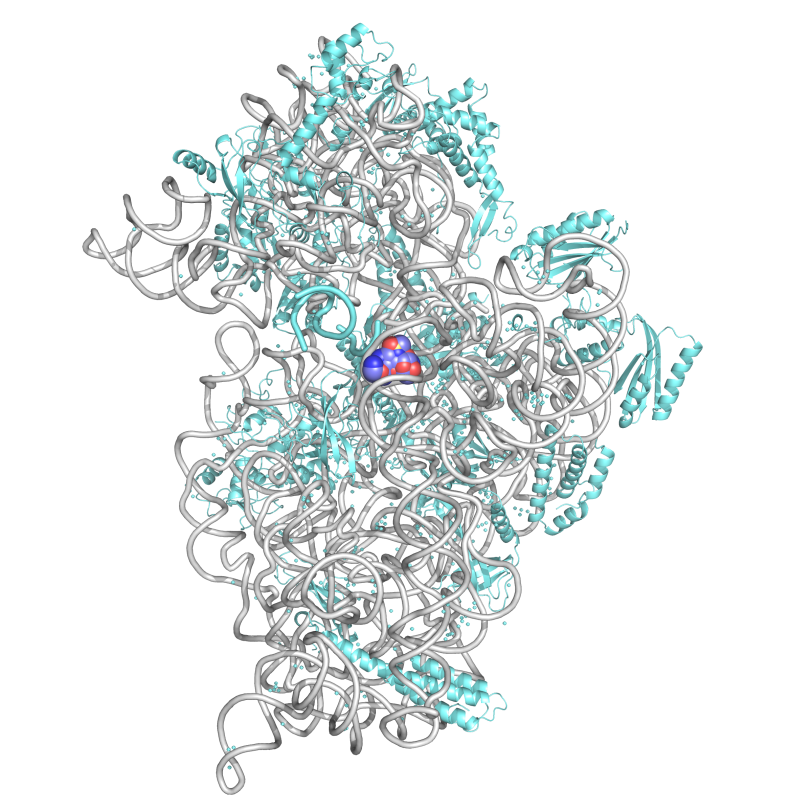 Ribosome Drug