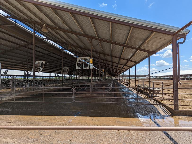 Fans inside a dairy barn keep cows from overheating.