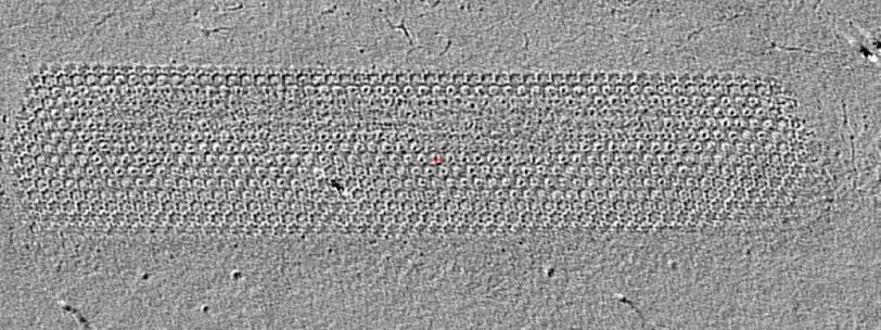 A cryogenic electron tomographic image of an archaea's crystalline shell