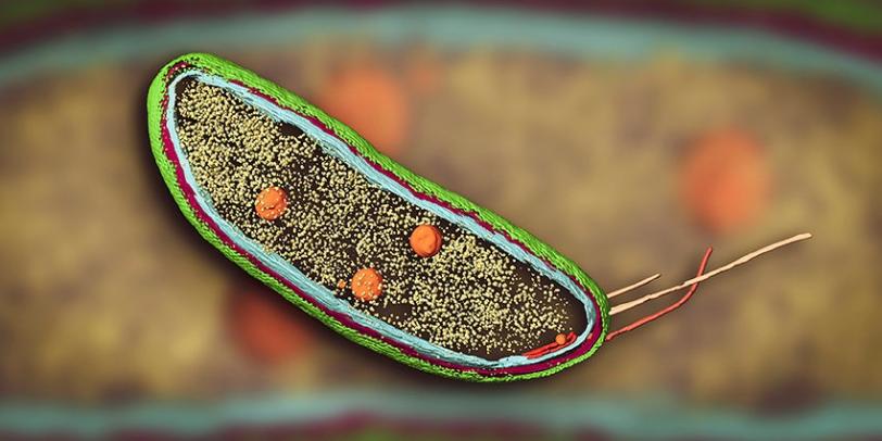 cryo-EM image of Caulobacter bacterium