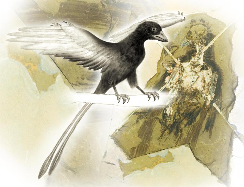 An Artist's Conception of Confuciusornis Sanctus