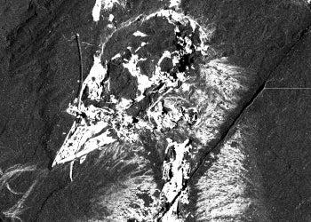 calcium distribution in Confuciusornis sanctus