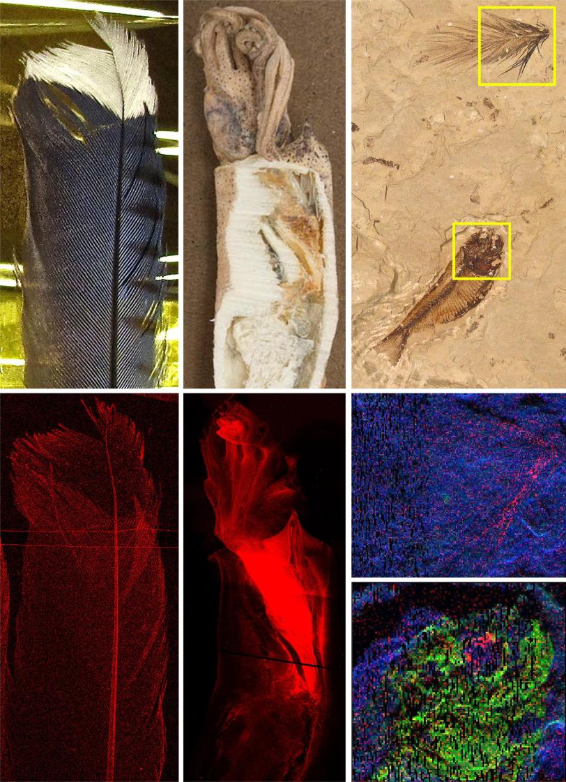 Copper distribution in fossil samples 