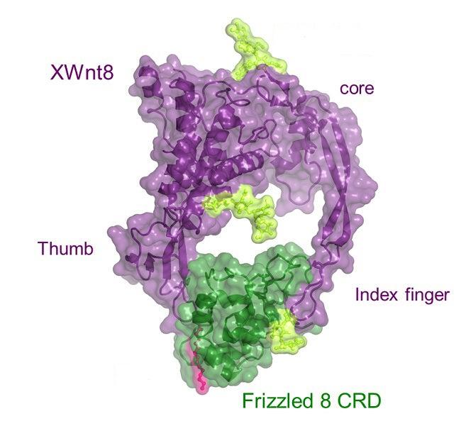 Image – diagram of XWnt8 structure