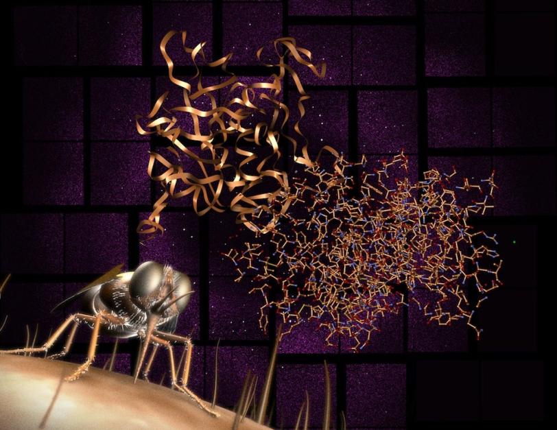 Image collage of Protein structure, diffraction pattern and tsetse fly involved in story