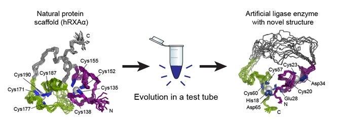 Illustration showing creation of new enzyme using directed evolution.