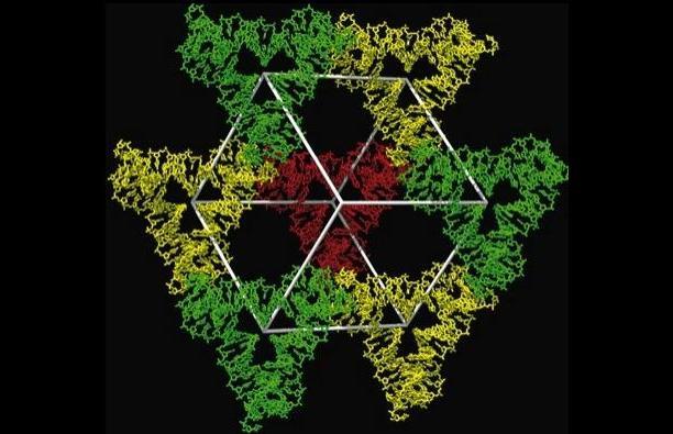 Image - Six-sided structure formed by DNA strands.