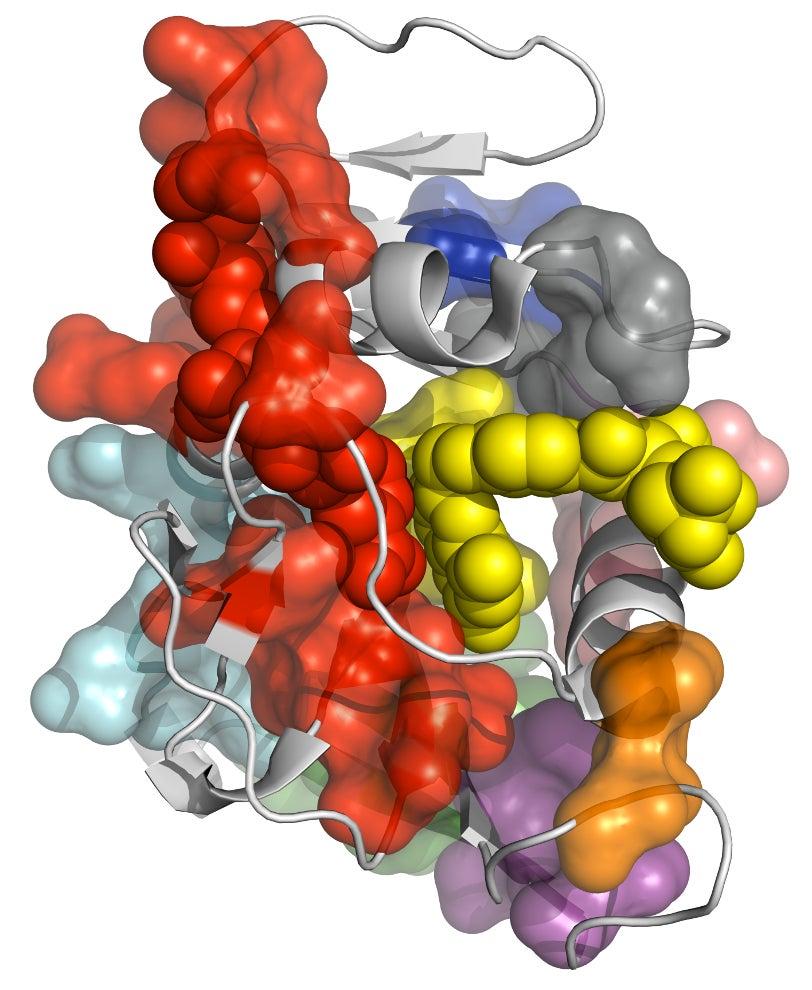 Image - This 3-D figure of the enzyme dihydrofolate r...