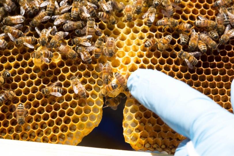 Photo - bees on honeycomb