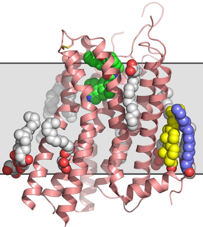 Illustration - serotonin receptor bound to anti-migraine drug