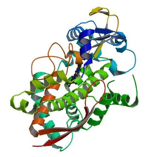 A ribbon diagram of the main cytochrome P450 molecule used in this study, Cyp119.