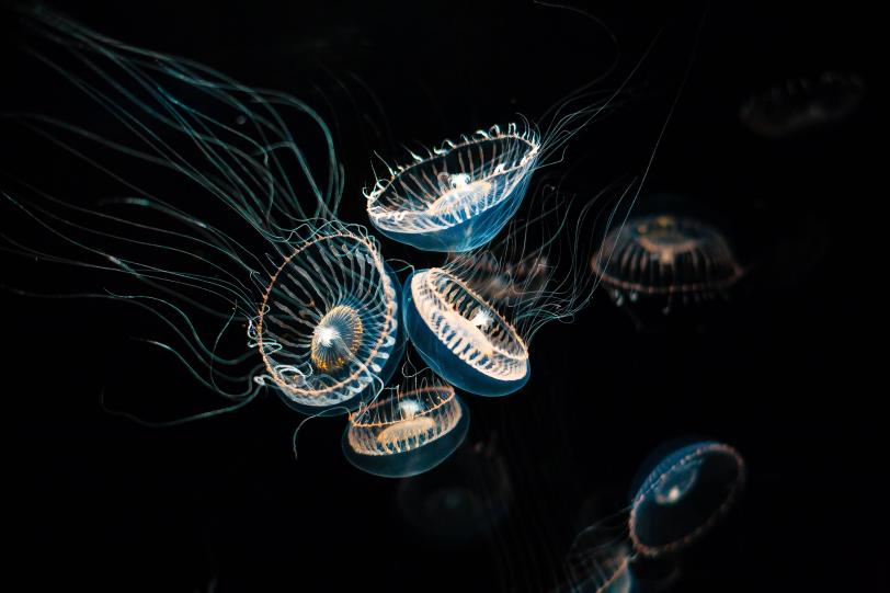 Aequorea victoria, a bioluminescent jellyfish