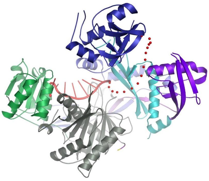 The crystal structure of the human Argonaute2 protein...