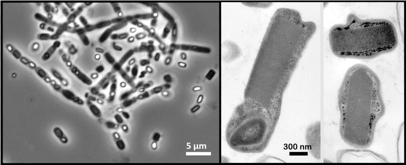 Image - These micrograph images show rod-shaped bacterial cells suspended in pure water. The dark rectangular shapes inside the cells correspond to naturally occurring crystals within the cells.