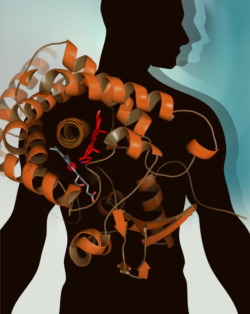 Structure of CYP17A1