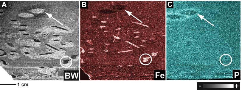 Image - Using a rapid X-ray scanning technique developed for fossil studies at SLAC's Stanford Synchrotron Radiation Lightsource, researchers studied the detailed chemistry of fossilized burrows, likely produced by sea worms 80 million years ago.