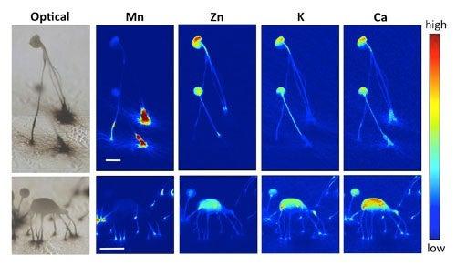 X-ray fluorescence image shows manganese