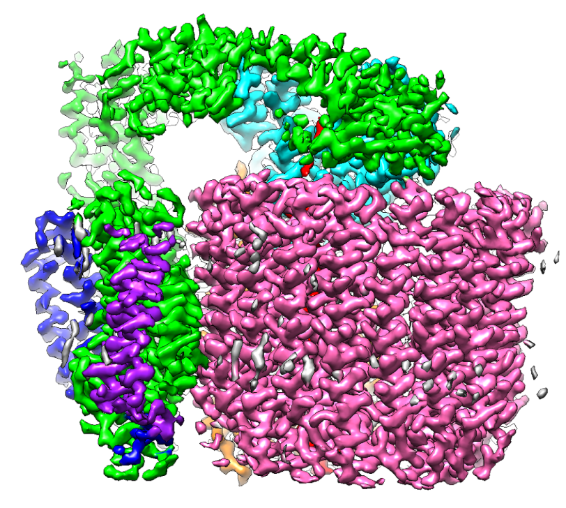 Cryo-EM image of a proton pump involved in maintaining bone