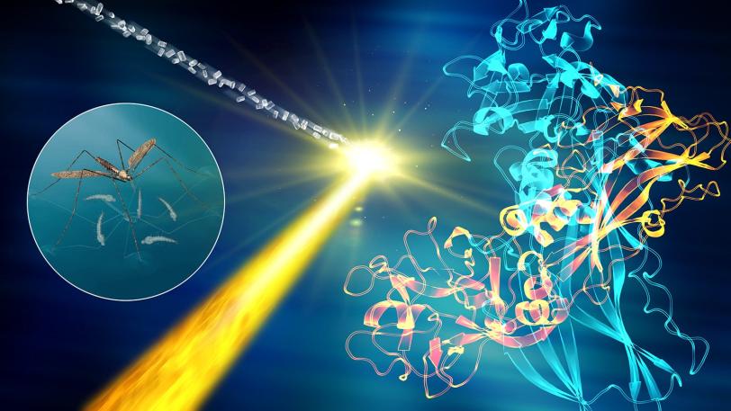 Scientists shed light on the three-dimensional structure of BinAB and its mode of action. 