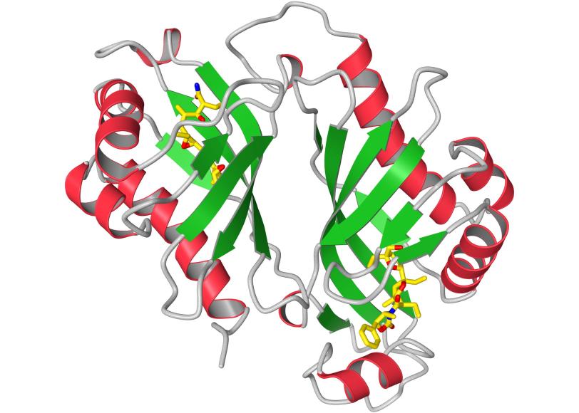 A ribbon diagram of the protein Lsd19