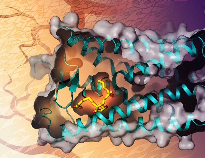 Misoprostol and EP3 receptor