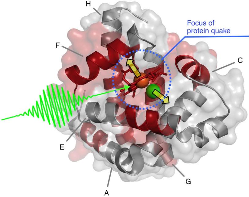 Computerized rendering of 3-D structure of myoglobin. The jagged green line represents a pulse of la