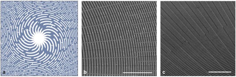 Image - Figure a shows a computerized image of metal interconnections and zone plate buttresses in a spiral zone plate design. Figures b and c show scanning electron microscope images of metallized patterns produced by a chemical etching technique.