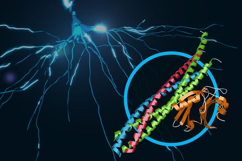 Image - This illustration shows a protein complex at work in brain signaling. Its structure, which contains joined protein complexes known as SNARE and synaptotagmin-1, is shown in the foreground. (SLAC National Accelerator Laboratory)