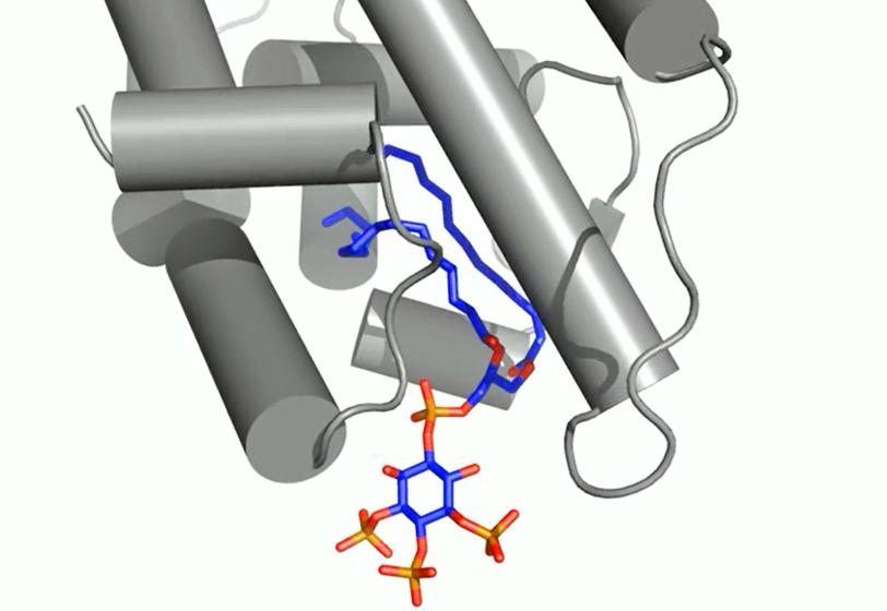 Image - In this rendering, the structure of the nuclear receptor transcription factor Steroidogenic Factor-1 (SF-1, shown in gray) is bound by the signaling phospholipid referred to as "PIP3" (blue and red). (Raymond Blind/UCSF)