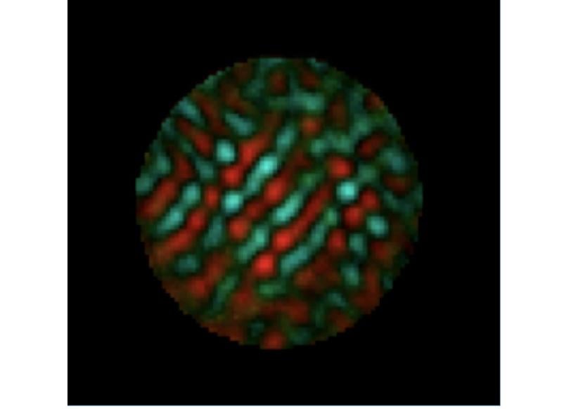 Magnetic domains revealed in cobalt alloy by new technique (Image courtesy Joshua Turner.)