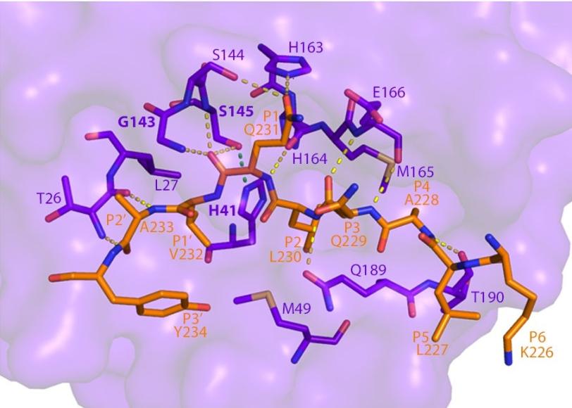 This image shows how SARS-CoV-2 Mpro recognizes and cuts NEMO based on the crystal structure determined using a powerful X-ray beam at SSRL Beam Line 12-2. (SLAC National Accelerator Laboratory)